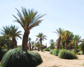 Les jardins d’Oasiria