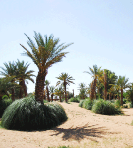 Les jardins d’Oasiria
