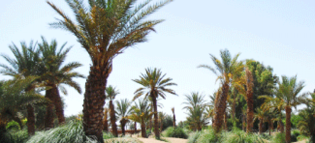 Les jardins d’Oasiria